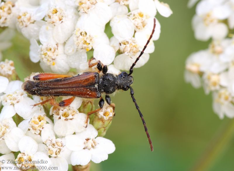 tesařík rudokrový, Stenopterus rufus, Cerambycidae, Stenopterini (Brouci, Coleoptera)